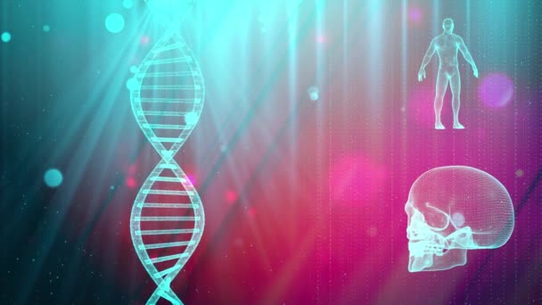 Medical Background Dna Strand Skull Human Body — Stock Video