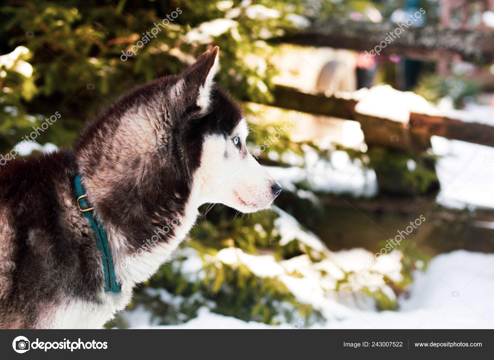 ハスキー犬と冬の背景 ストック写真 C Romeolu ハスキー犬と冬の背景 ストック写真 C Romeolu