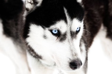 Kış arka plan ile husky köpek 