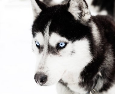 Kış arka plan ile husky köpek 