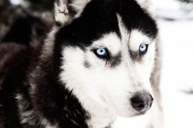 Kış arka plan ile husky köpek 