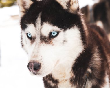 Kış arka plan ile husky köpek 