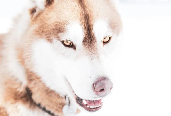 Sibiřský Husky Blue Eyed Pes — Stock fotografie