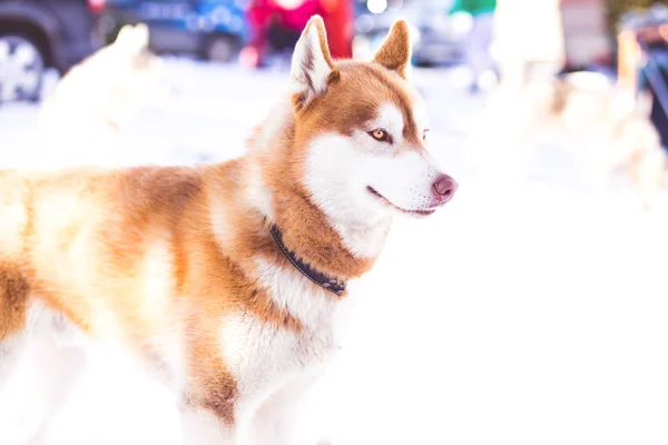 Siberian Husky Azul Cão Olhos — Fotografia de Stock