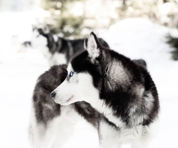 Winter Siberian Husky Dog — Stock Photo, Image