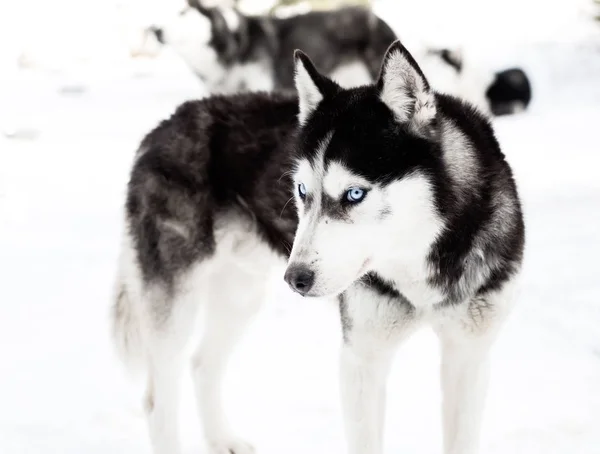 Winter Siberische Husky Hond — Stockfoto