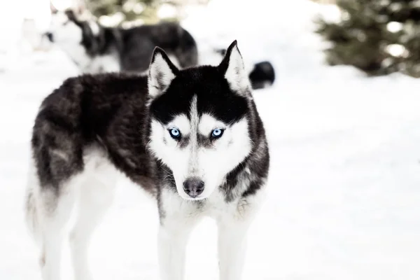 Сибірський Хаски Собака Зимові — стокове фото