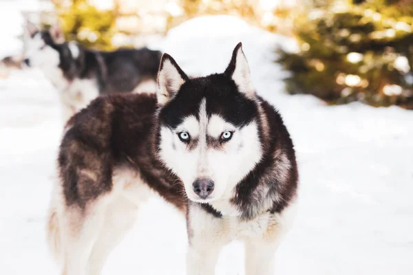 Hiver Chien Husky Sibérien — Photo