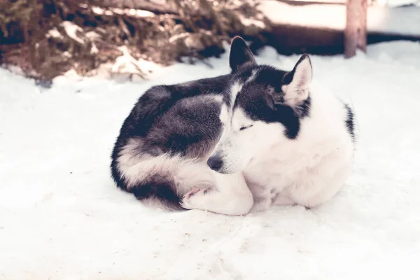 Σκύλος Σιβηρικό Γεροδεμένο Χειμώνα — Φωτογραφία Αρχείου