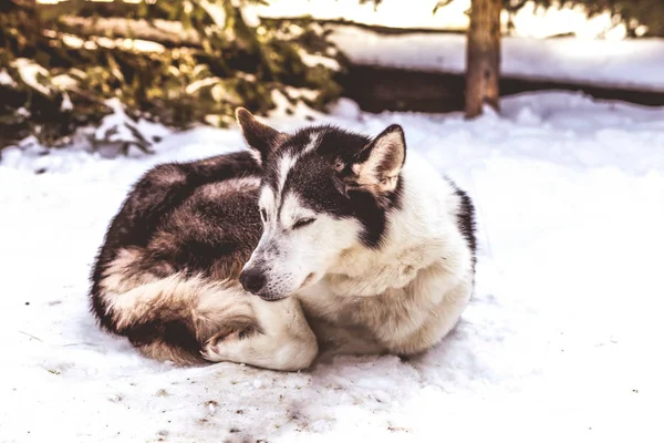 Hiver Chien Husky Sibérien — Photo