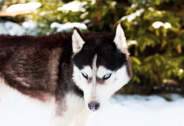 Inverno Siberian Cão Husky — Fotografia de Stock