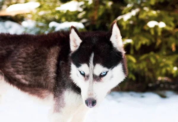 Winter Siberische Husky Hond — Stockfoto