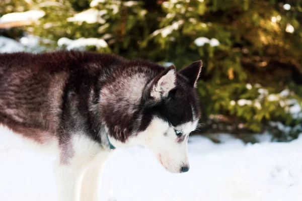 Zimní Sibiřský Husky Pes — Stock fotografie