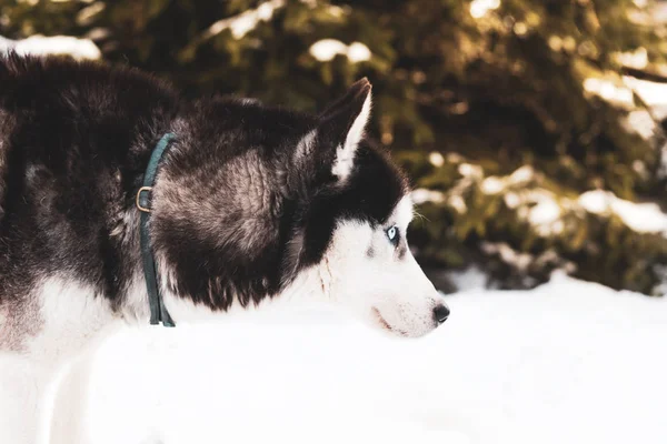 Inverno Siberiano Husky Cane — Foto Stock