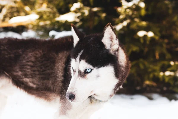 Fondo Invierno Con Perro Husky —  Fotos de Stock