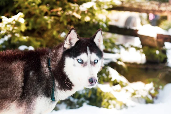 Winter Achtergrond Met Husky Hond — Stockfoto