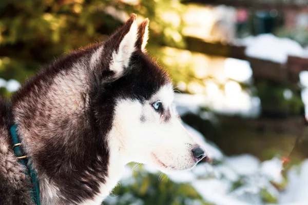 Χειμώνα Φόντο Σκυλιά Husky — Φωτογραφία Αρχείου