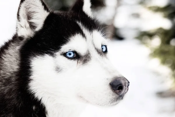 Vinter Bakgrund Med Husky Hunden — Stockfoto