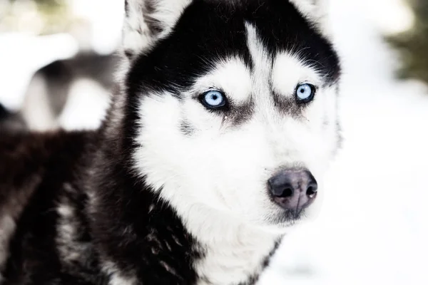 Fundo Inverno Com Cão Husky — Fotografia de Stock