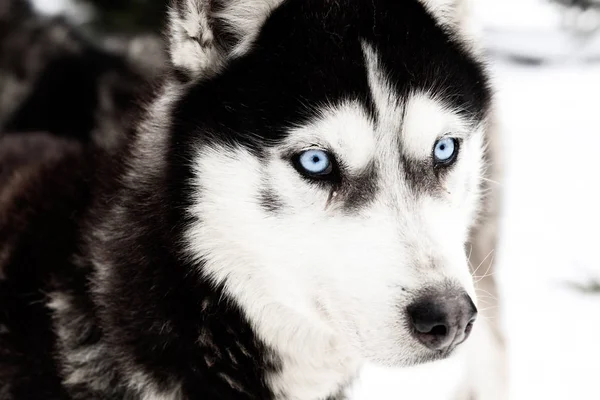 Winter Hintergrund Mit Husky Hund — Stockfoto