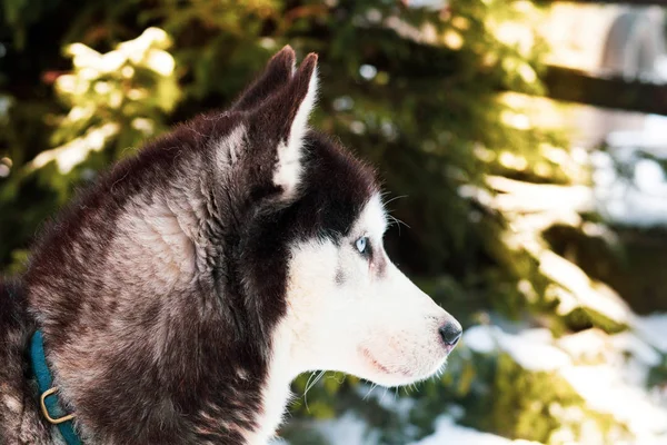 Winter Achtergrond Met Husky Hond — Stockfoto