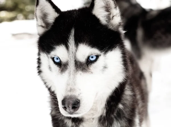 ハスキー犬と冬の背景 — ストック写真