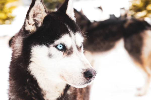 Зимовий Фон Хаскі Собакою — стокове фото