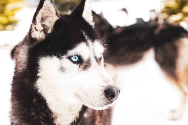 Kış Arka Plan Ile Husky Köpek — Stok fotoğraf