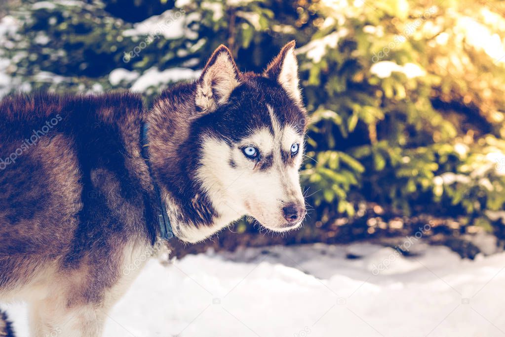 Winter Siberian husky dog 