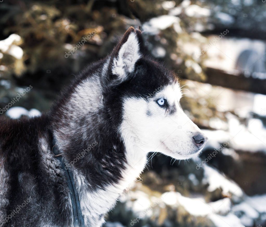 Winter background with husky dog 