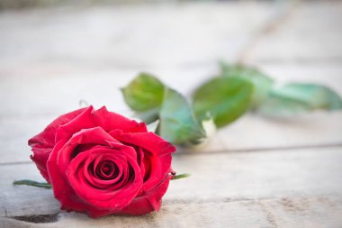 Kırmızı gül St. Valentine's arka plan