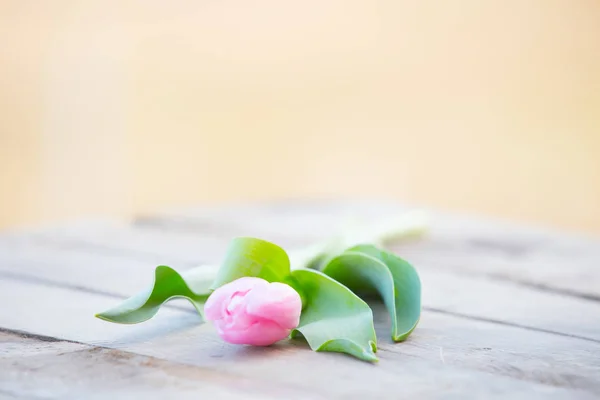 Tulipas Cor Rosa Mesa Madeira Rústica Fundo Romântico — Fotografia de Stock