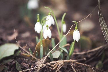 Bahar kardelen umut ve saflık sembol