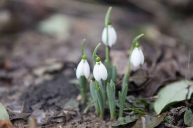 Bahar kardelen umut ve saflık sembol
