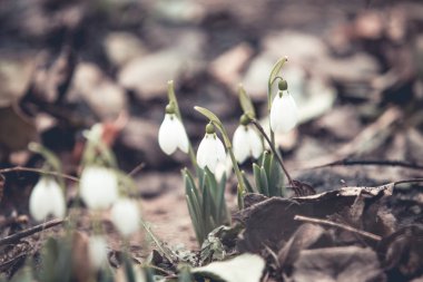 Bahar kardelen umut ve saflık sembol