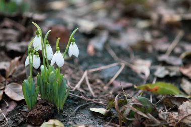 Bahar kardelen umut ve saflık sembol