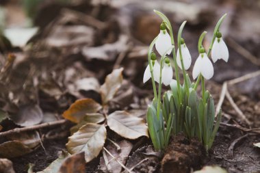 Bahar kardelen umut ve saflık sembol