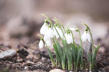 Bahar kardelen umut ve saflık sembol