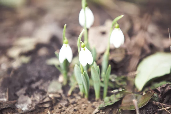 Primavera Snowdrops Esperança Símbolo Pureza — Fotografia de Stock