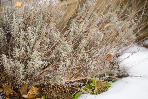 Arbusto Lavanda Neve — Fotografia de Stock