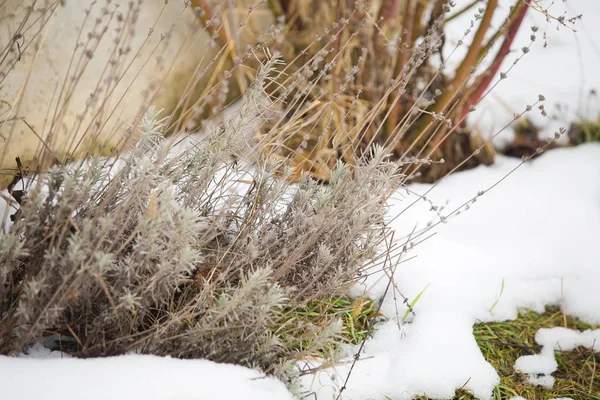 Lawendowy Bush Śniegu — Zdjęcie stockowe