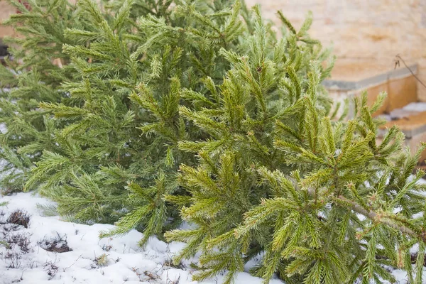 Recykling Wyrzuć Choinkę — Zdjęcie stockowe