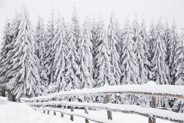 Téli Wonderland Havas Fenyők — Stock Fotó