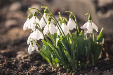 Bahar Düğün kardelen arka plan