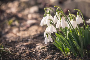 Bahar Düğün kardelen arka plan
