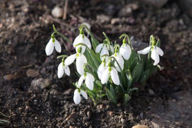 Bahar Düğün kardelen arka plan