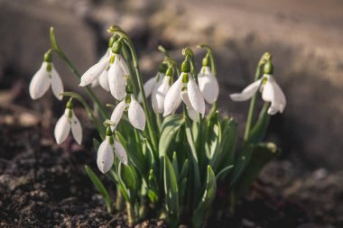 Bahar Düğün kardelen arka plan