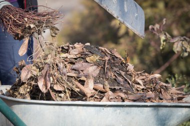 Yaşlı kadın bahar bahçe temizliği