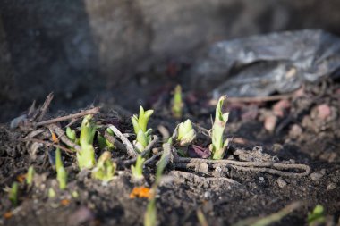 Bahar Fideler Bahçe