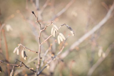 Bahar Fideler Bahçe